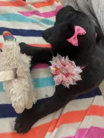 Pink collar, a female Labrador Retriever for sale in Culpeper, VA – Photo 10 of 10