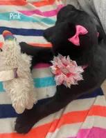 Pink collar, a female Labrador Retriever for sale in Culpeper, VA – Photo 8 of 10