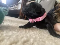 Pink collar, a female Labrador Retriever for sale in Culpeper, VA – Photo 4 of 10