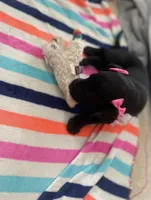 Pink collar, a female Labrador Retriever for sale in Culpeper, VA – Photo 9 of 10