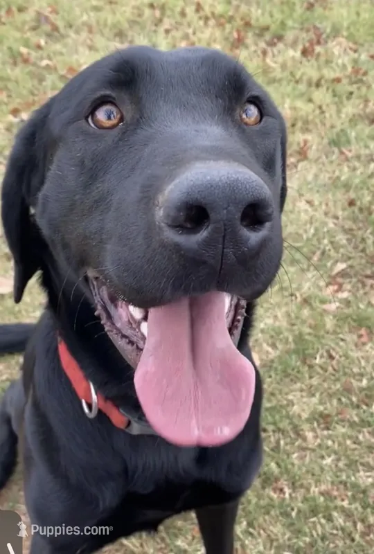 Vinnie – Labrador Retriever puppy for sale in Culpeper, VA