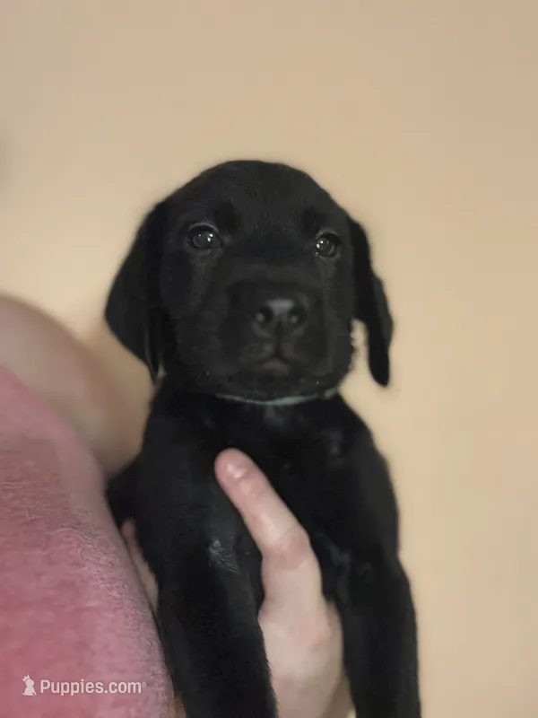 Blue collar – Labrador Retriever puppy for sale in Culpeper, VA