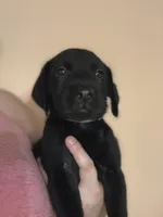 Blue collar, a male Labrador Retriever for sale in Culpeper, VA – 1 of 6