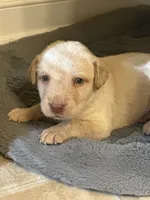 Daisey, a female Labrador Retriever for sale in Culpeper, VA – 4 of 5