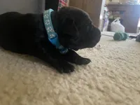 Puppy, a male Labrador Retriever for sale in Culpeper, VA – Photo 8 of 9