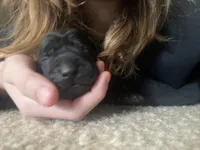 Puppy, a male Labrador Retriever for sale in Culpeper, VA – Photo 9 of 9