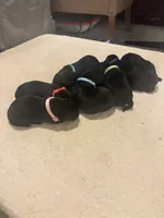 Puppy, a male Labrador Retriever for sale in Culpeper, VA – Photo 6 of 9