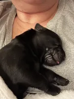 Puppy, a male Labrador Retriever for sale in Culpeper, VA – Photo 4 of 9