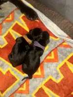 Puppy, a male Labrador Retriever for sale in Culpeper, VA – Photo 7 of 9