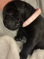 Puppy, a male Labrador Retriever for sale in Culpeper, VA – Photo 5 of 9