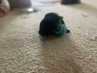 Puppy, a male Labrador Retriever for sale in Culpeper, VA – Photo 3 of 9