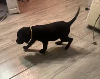 Yellow collar, a male Labrador Retriever for sale in Culpeper, VA – 5 of 6