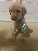 Donald, a male Labrador Retriever for sale in Culpeper, VA – 3 of 7