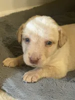 Daisey, a female Labrador Retriever for sale in Culpeper, VA – 2 of 5
