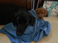 Stevie, a female Labrador Retriever for sale in Culpeper, VA – 6 of 9