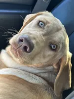 Sunny, a female Labrador Retriever for sale in Culpeper, VA – 6 of 8