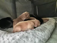 Jinx’s litter, a  Labrador Retriever for sale in Culpeper, VA – 7 of 9