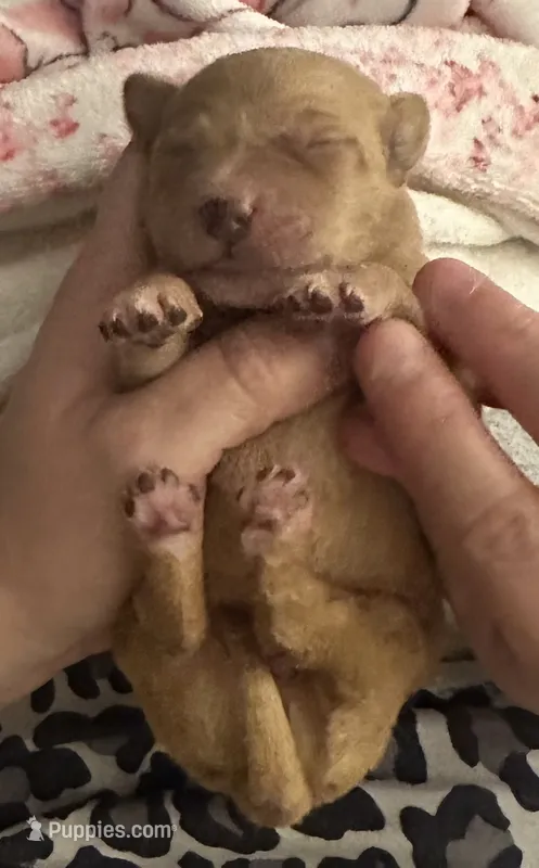 Pink collar – Labrador Retriever puppy for sale in Culpeper, VA