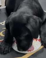 Blue collar, a male Labrador Retriever for sale in Culpeper, VA – 3 of 10