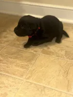 Red collar, a female Labrador Retriever for sale in Culpeper, VA – 3 of 5