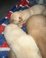 Sunny’s litter, a male Labrador Retriever for sale in Culpeper, VA – 8 of 10
