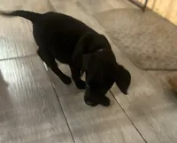 Pink collar , a female Labrador Retriever for sale in Culpeper, VA – 5 of 7