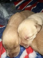 Sunny’s litter, a male Labrador Retriever for sale in Culpeper, VA – 10 of 10