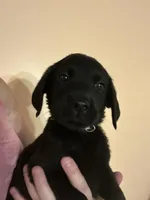 Pink collar , a female Labrador Retriever for sale in Culpeper, VA – 2 of 7