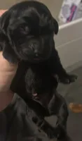 Jinx’s litter, a  Labrador Retriever for sale in Culpeper, VA – 8 of 9