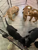 Orange collar, a male Labrador Retriever for sale in Culpeper, VA – 7 of 10