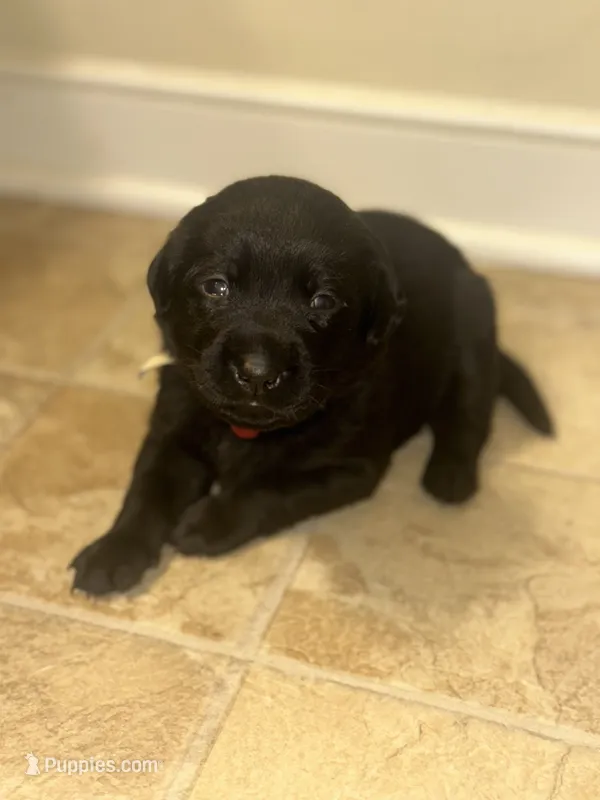 Red collar – Labrador Retriever puppy for sale in Culpeper, VA