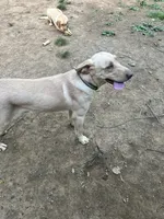 Cash, a male Labrador Retriever for sale in Culpeper, VA – 2 of 7