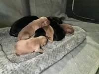 Jinx’s litter, a  Labrador Retriever for sale in Culpeper, VA – 5 of 9