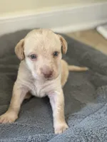 Donald, a male Labrador Retriever for sale in Culpeper, VA – 4 of 8