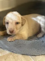 Daisey, a female Labrador Retriever for sale in Culpeper, VA – 3 of 5