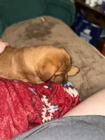 Stevie, a female Labrador Retriever for sale in Culpeper, VA – 5 of 9