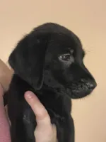 Blue collar, a male Labrador Retriever for sale in Culpeper, VA – 3 of 6