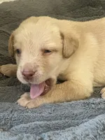 Donald, a male Labrador Retriever for sale in Culpeper, VA – 8 of 8