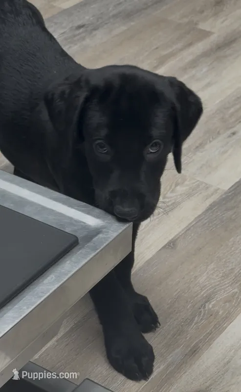 Yellow collar – Labrador Retriever puppy for sale in Culpeper, VA