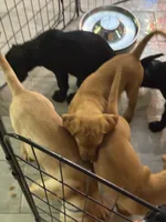 Orange collar, a male Labrador Retriever for sale in Culpeper, VA – 5 of 10