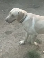 Cash, a male Labrador Retriever for sale in Culpeper, VA – 5 of 7