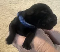 Blue collar , a male Labrador Retriever for sale in Culpeper, VA – 5 of 6