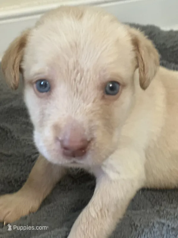 Donald – Labrador Retriever puppy for sale in Culpeper, VA
