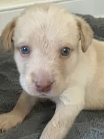 Donald, a male Labrador Retriever for sale in Culpeper, VA – 1 of 8