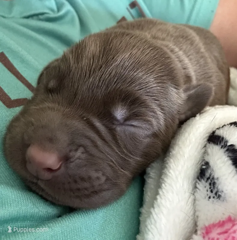 Tan collar – Labrador Retriever puppy for sale in Culpeper, VA