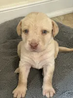 Donald, a male Labrador Retriever for sale in Culpeper, VA – 7 of 8