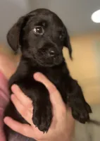 Yellow collar, a male Labrador Retriever for sale in Culpeper, VA – 3 of 6