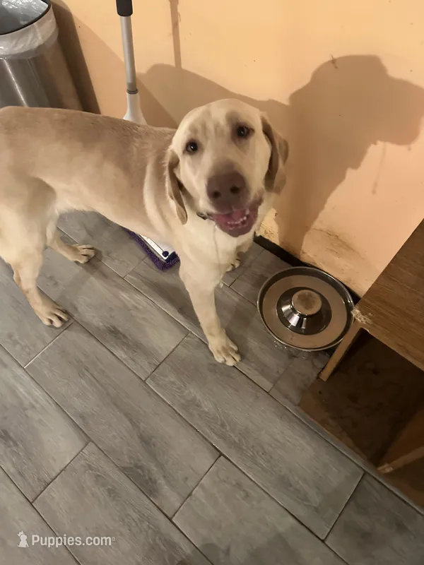 Cash – Labrador Retriever puppy for sale in Culpeper, VA
