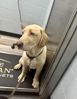 Cash, a male Labrador Retriever for sale in Culpeper, VA – Photo 3 of 7