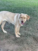Sunny, a female Labrador Retriever for sale in Culpeper, VA – 5 of 8